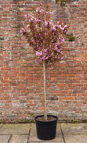 Hoogstam XL