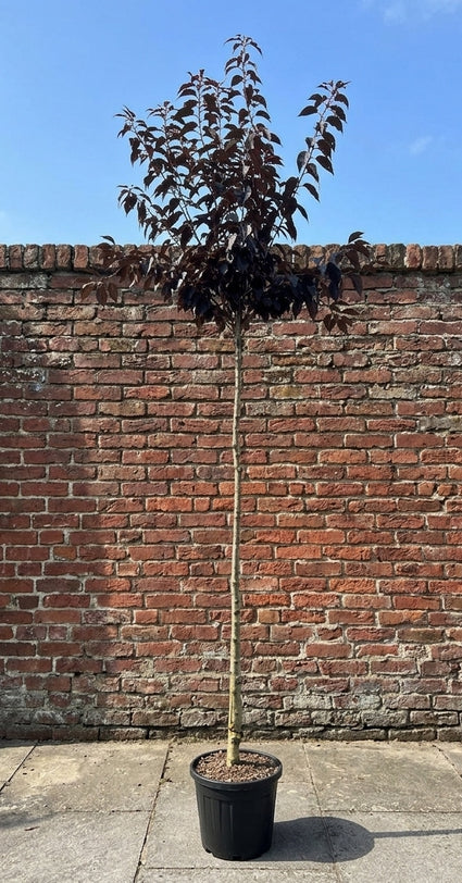 Japanse sierkers (Roze) - Prunus serrulata 'Royal Burgundy' Hoogstam boom