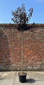 Japanse sierkers (Roze) - Prunus serrulata 'Royal Burgundy' Hoogstam boom
