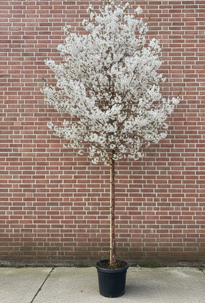 Hoogstam boom, stamdikte 10-12 cm