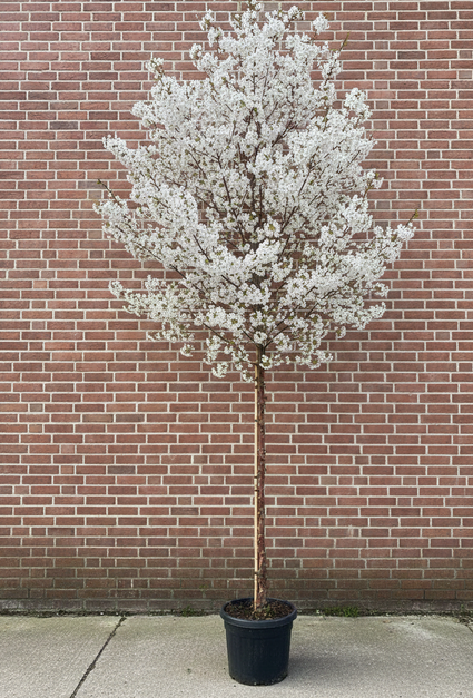 Tibetaanse sierkers boom (Hoogstam) - Prunus serrula