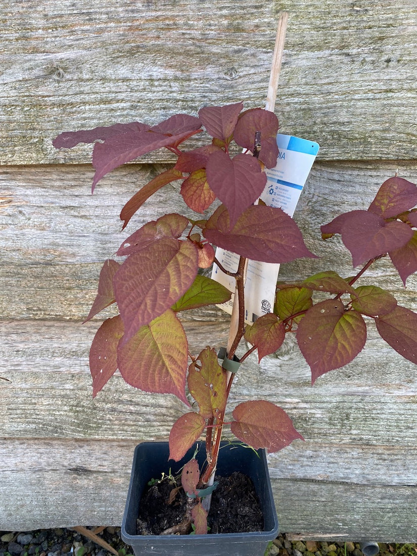 Sierkiwi - Actinidia kolomikta