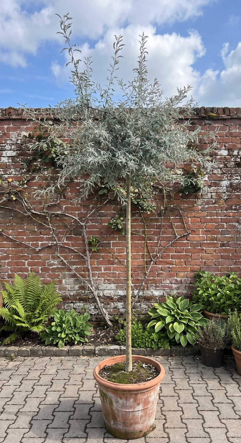 Wilgbladige Treursierpeer op hoge stam - Pyrus Salicifolia 'Pendula'
