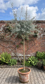 Wilgbladige Treursierpeer op hoge stam - Pyrus Salicifolia 'Pendula'