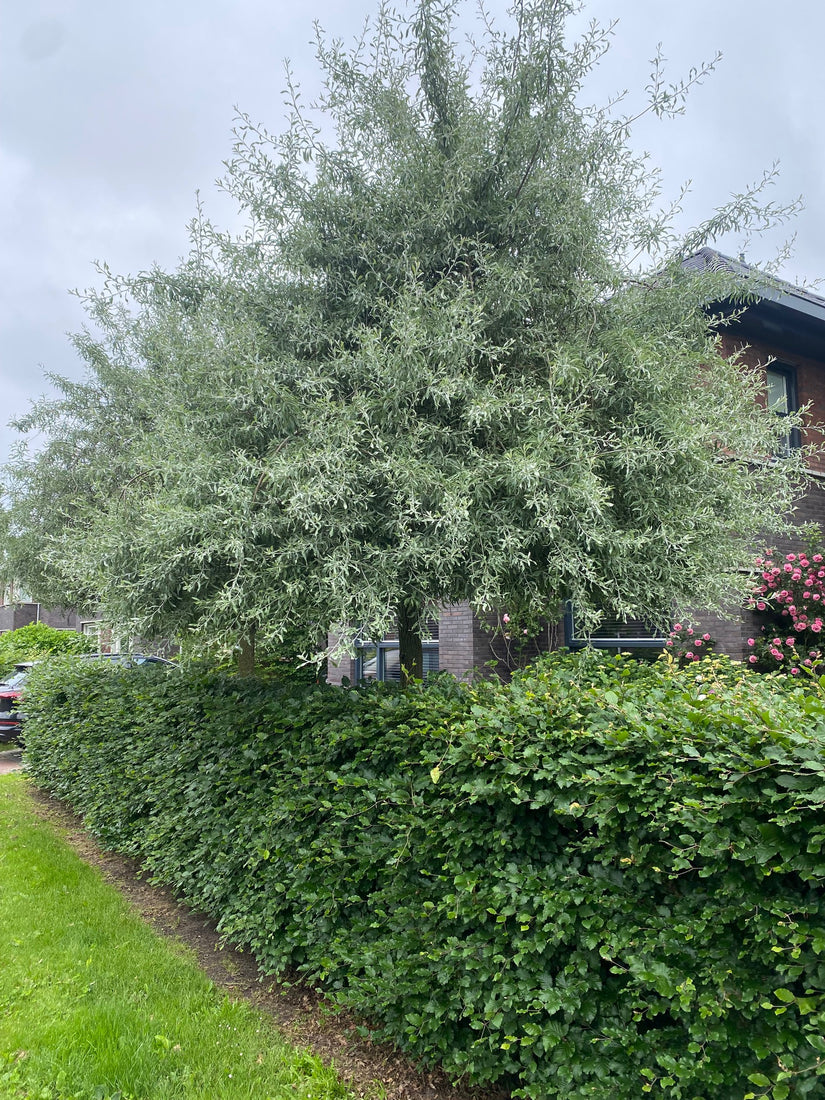 Wilgbladige Sierpeer op hoge stam - Pyrus Salicifolia 'Pendula'