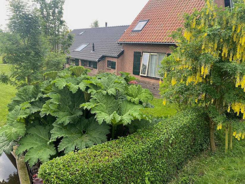 Sierrabarber - Gunnera manicata