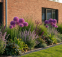 Sierui - Allium 'Purple Sensation'