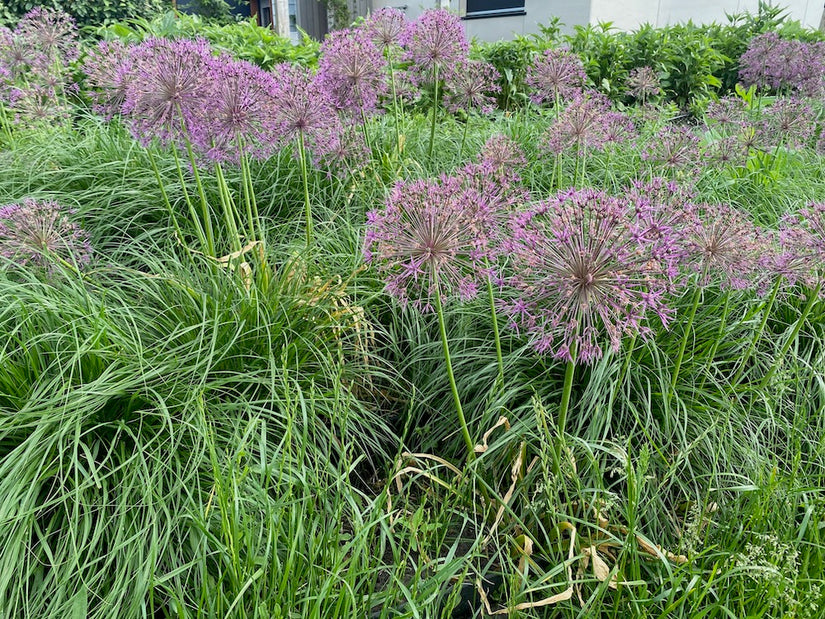 Zegge - Carex oshimensis 'Evergreen'