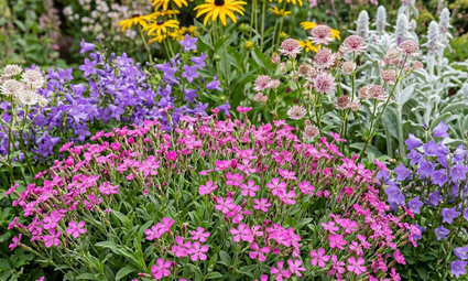  silene schafta combioneren met Klokjesbloem 'Campanula', Zeeuws knoopje 'Astrantia', gele zonnehoed Rudbeckia en Ezelsoor stachys.
