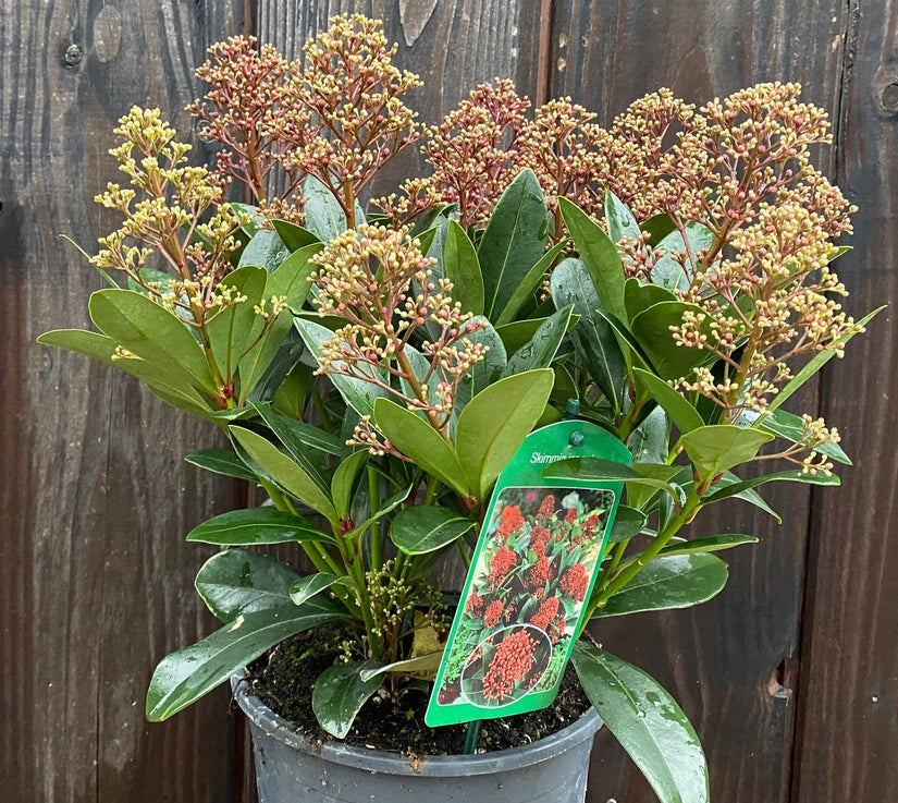 skimmia rubella in c3 pot 30-40 cm