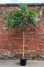 Perzische Slaapboom - Albizia julibrissin Hoogstam boom