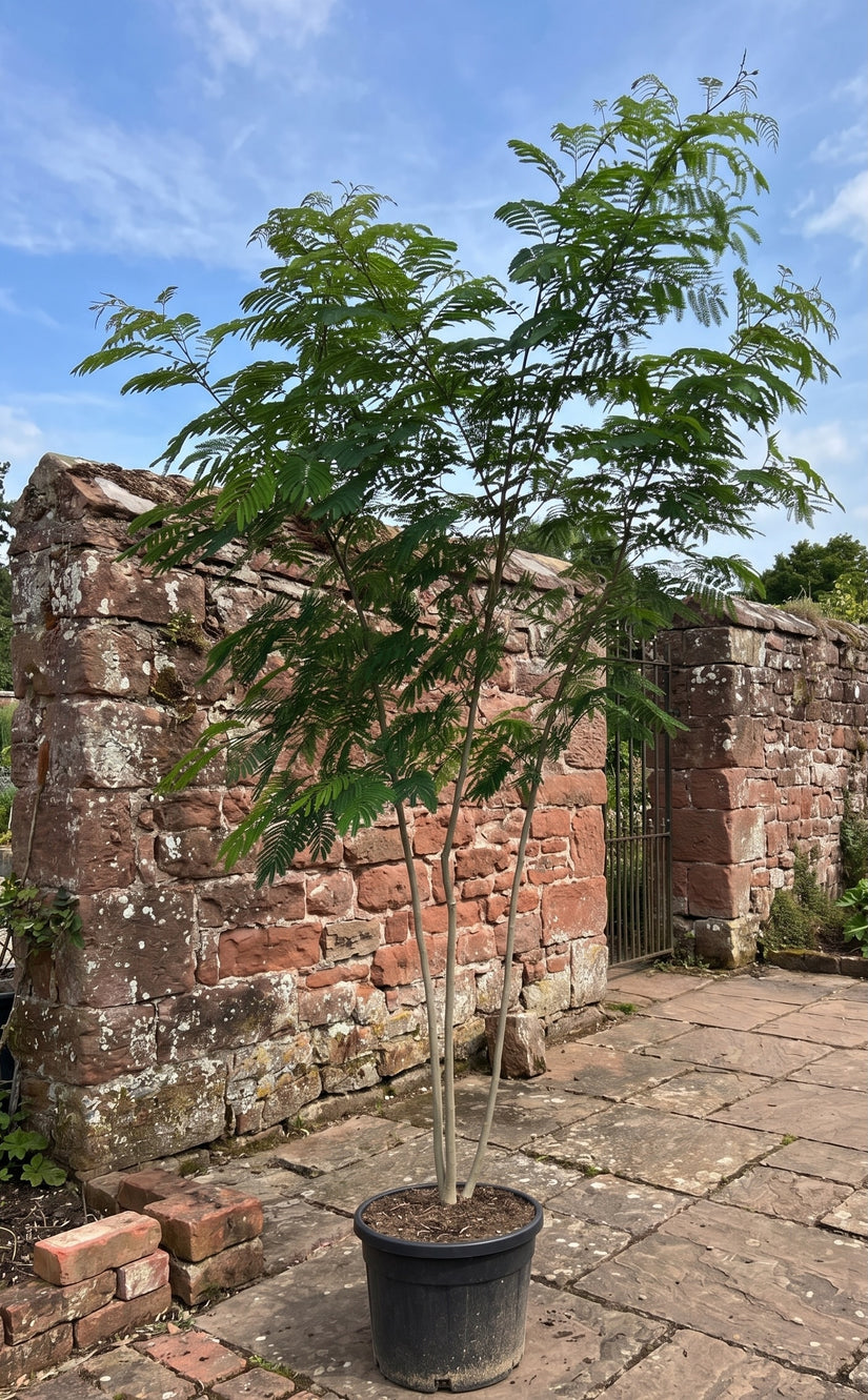 Meerstammige Perzische Slaapboom (Groen) - Albizia julibrissin