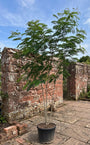 Meerstammige Perzische Slaapboom (Groen) - Albizia julibrissin