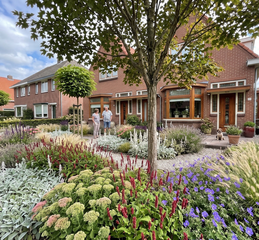 Acer capillipes hoogstam boom in halfzonnige borders met Duizendknoop (persicaria) lisan, Sedum Herbstfreude, Stachys Byzantina en Ooievaarsvek (geraniums) Rozanne en Lampenpoetsersgras 'Pennisetum' hameln