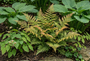 Rode sluiervaren - Dryopteris erythrosora 'Prolifica'
