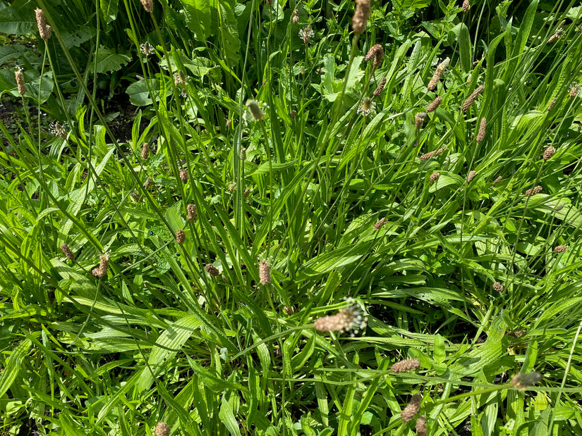 Smalle weegbree - Plantago lanceolata