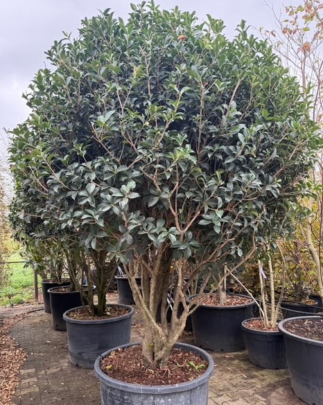 Schijnhulst - Osmanthus Heterophyllus