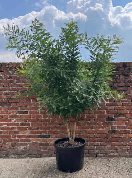 Japanse Honingboom Meerstammig - Styphnolobium Japonicum / Sophora japonica