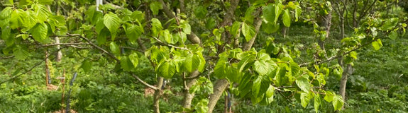 Elsbladige lijsterbes - Sorbus alnifolia