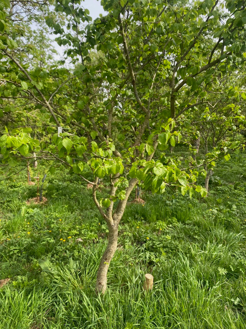 Elsbladige lijsterbes - Sorbus alnifolia