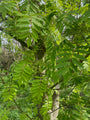 Japanse lijsterbes - Sorbus commixta - Hoogstam 300-350 cm