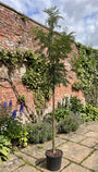 Lijsterbes - Sorbus 'Dodong' hoogstam boom