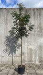 Lijsterbes - Sorbus 'Dodong' hoogstam boom