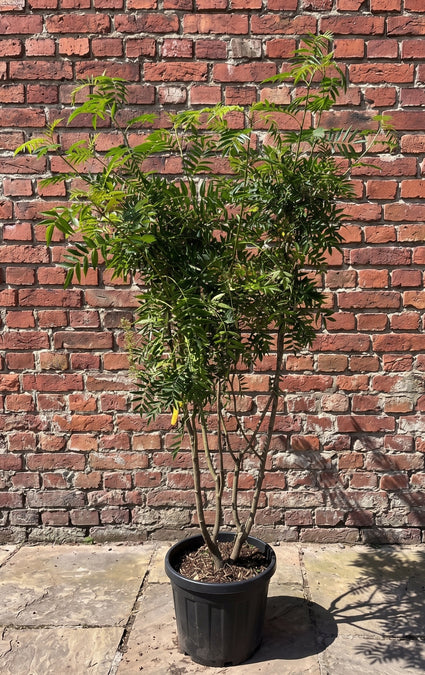 Lijsterbes - Sorbus 'Dodong' meerstammig
