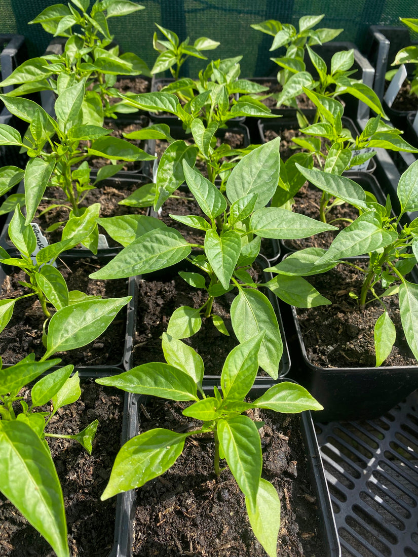 Spaanse peper - Capsicum annuum