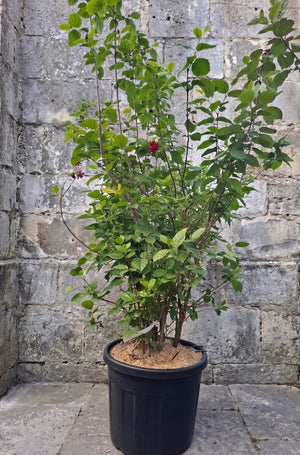 Solitaire C70 pot - Hoogte 175-200 cm