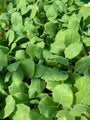 Spitskool - Brassica oleracea capitata alba conica