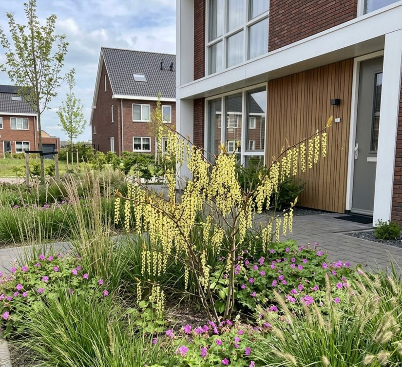 Staartaar - Stachyurus chinensis 'Celina'