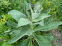 Stalkaars - Verbascum densiflorum