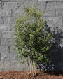 Meerstammige Steeneik - Quercus ilex