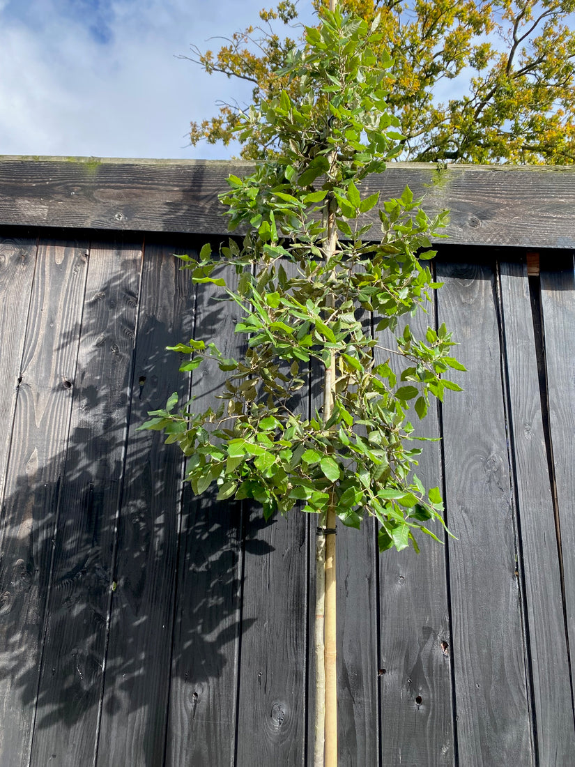 Steeneik hoogstam in C25 pot Quercus Ilex op hoge stam