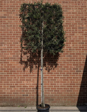 Lei steeneik - Metalen rek