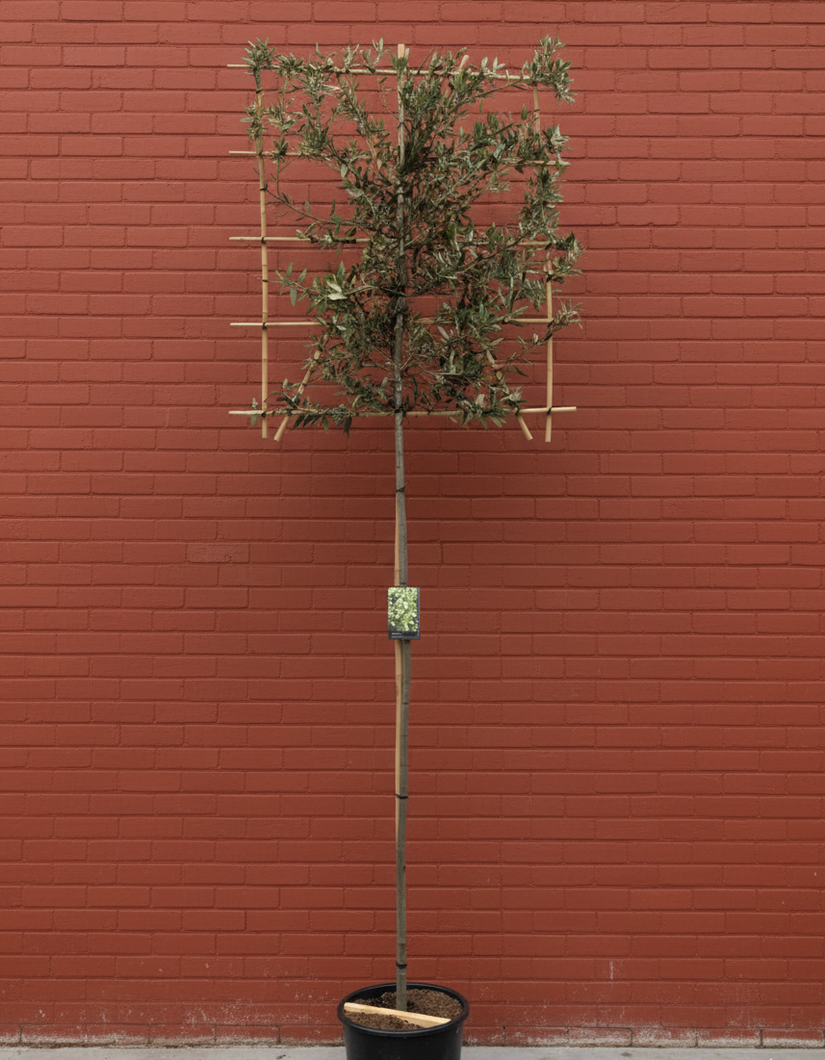 Lei Steeneik - Quercus ilex Leiboom (wintergroen)