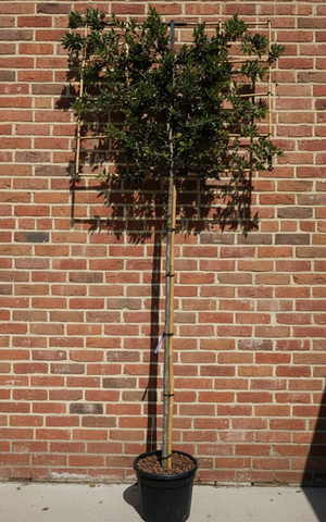 Lei steeneik XXL - Stamhoogte 210 cm