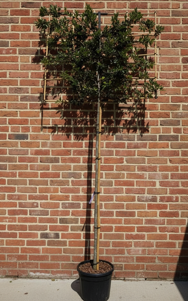 Lei Steeneik - Quercus ilex Leiboom (wintergroen)