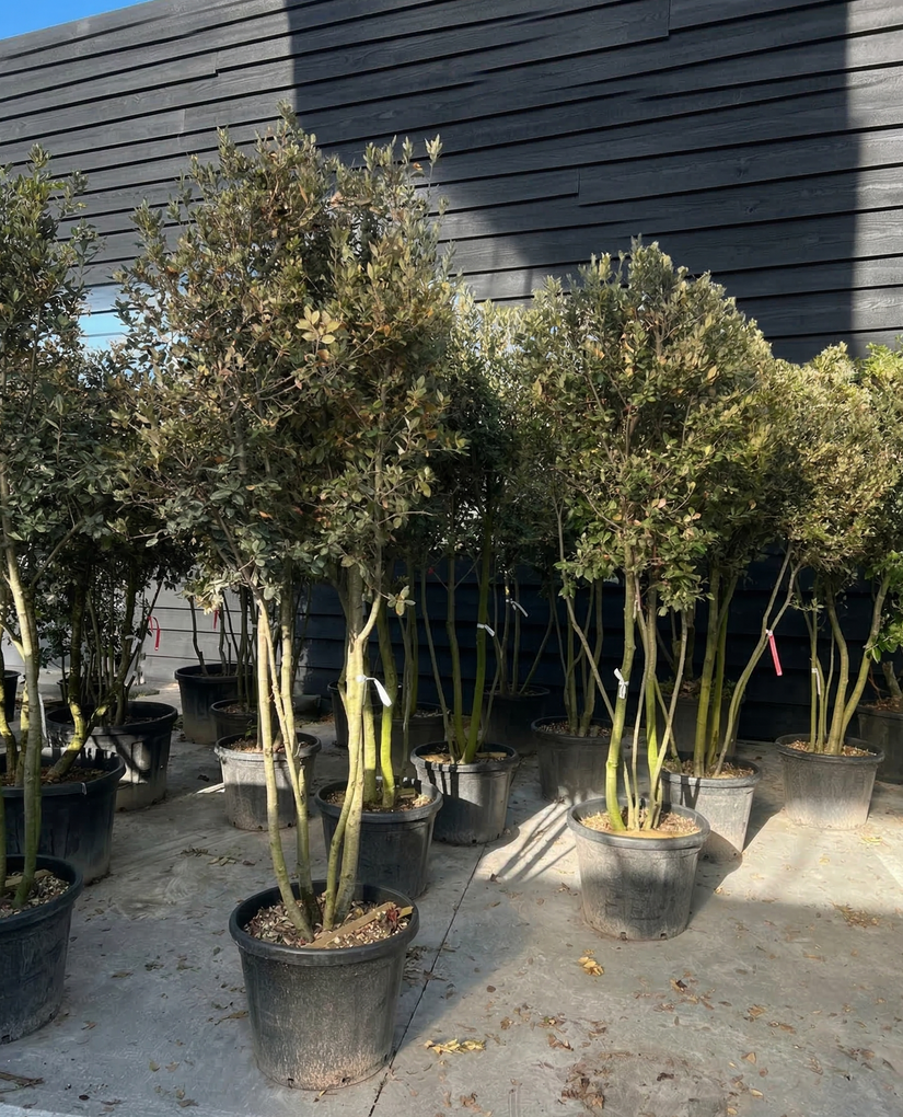 Meerstammige Steeneik - Quercus ilex