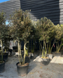 Meerstammige Steeneik - Quercus ilex