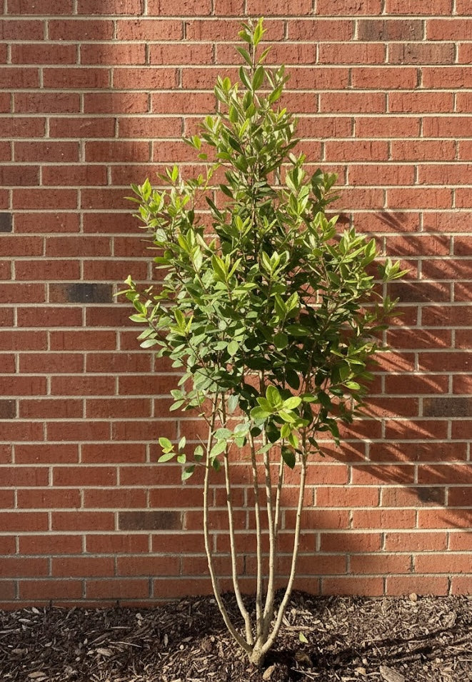 Meerstammige Steeneik - Quercus ilex