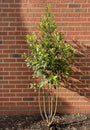 Meerstammige Steeneik - Quercus ilex