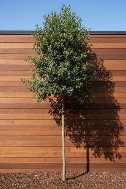 Steeneik op hoge stam - Quercus ilex (wintergroene hoogstam boom)