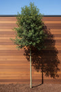 Steeneik op hoge stam - Quercus ilex (wintergroene hoogstam boom)
