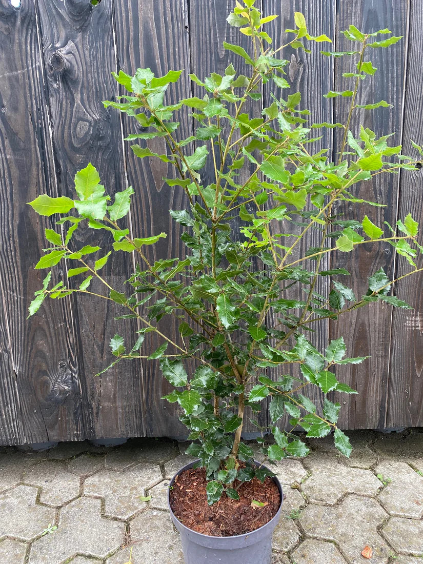 Steeneik haag - Quercus ilex