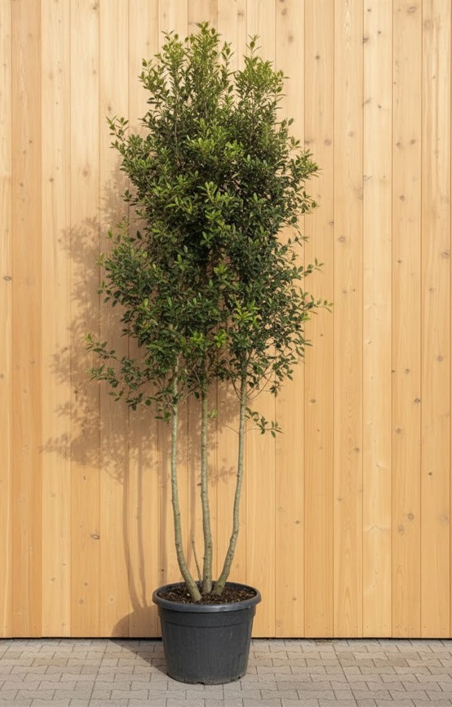 Meerstammige Steeneik - Quercus ilex