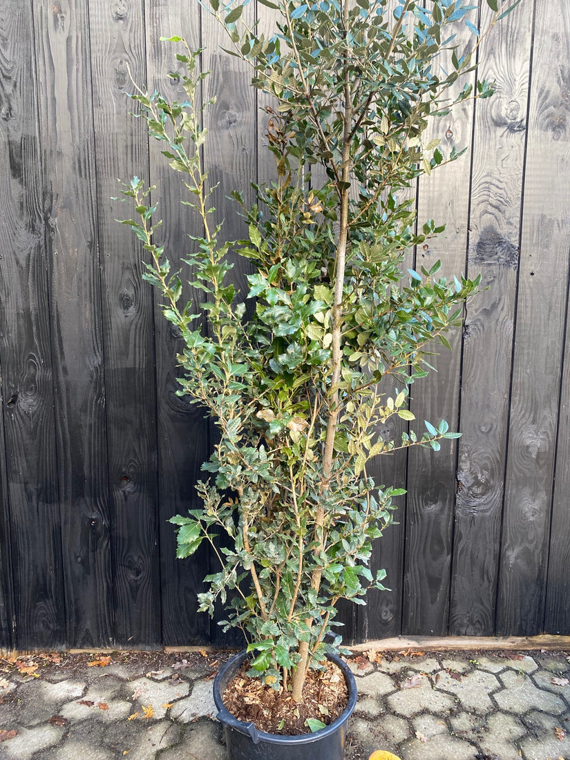 steeneik quercus ilex 175-200 cm multistam