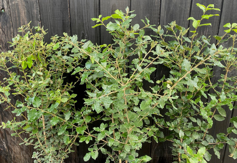 Steeneik haag - Quercus ilex