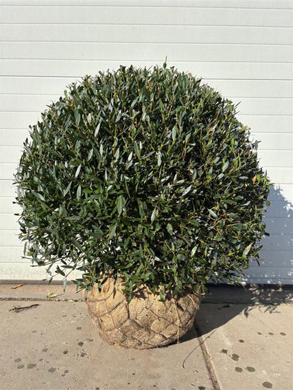 Steenlinde - Phillyrea angustifolia